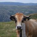 Vache Aubrac au Pont de Montvert